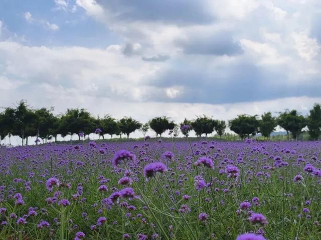 田曦薇、胡一天打卡西海岸！约你来玩！