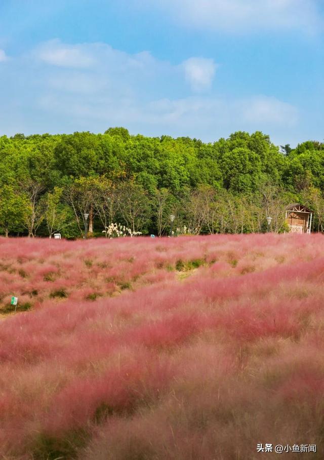 美爆了！苏州秋日大片，上新了！