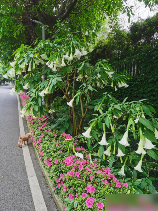 阴花不能进阳宅！这5种花“打死”也不养，家里若有？快挪走！