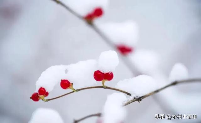 今日进一九,老人说"最怕一九是晴天",一九晴有啥预兆?
