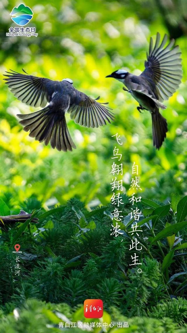 全国生态日 ，成都青白江邀你一起“森”呼吸~