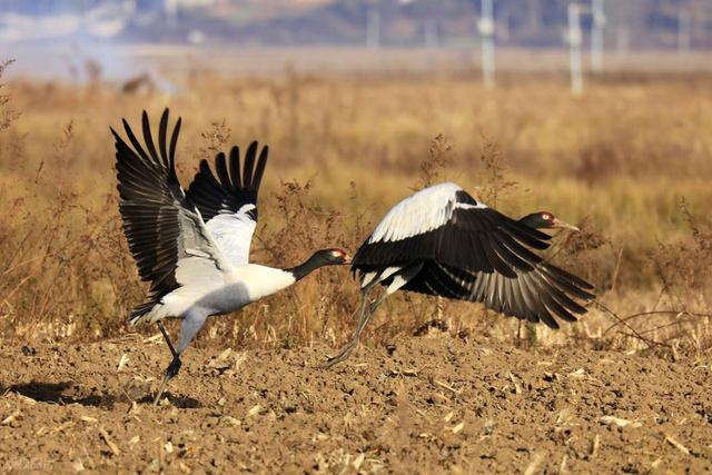 不是贵阳，不是遵义，真正让人来了不想走的贵州避暑小城被忽视了