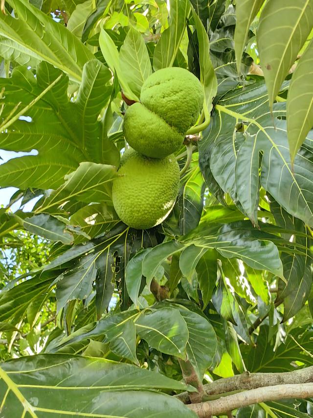 古巴——我的境外旅游第十站（第二篇）