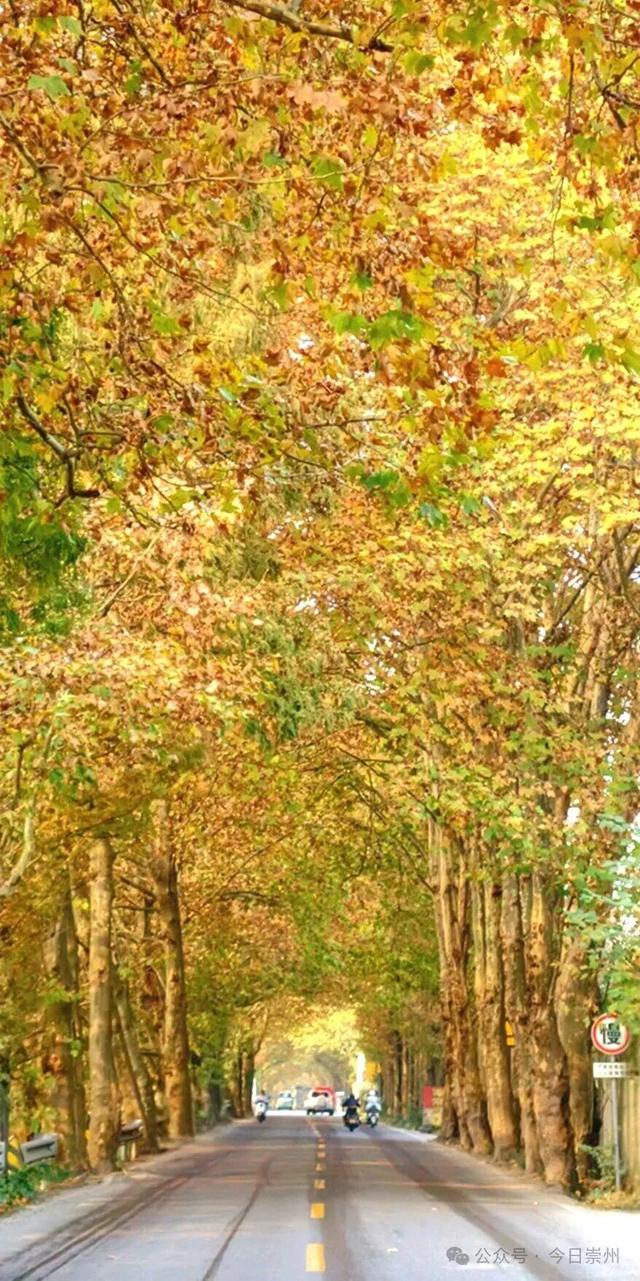 出片率100%！为崇州这些高颜值路连发三天朋友圈！