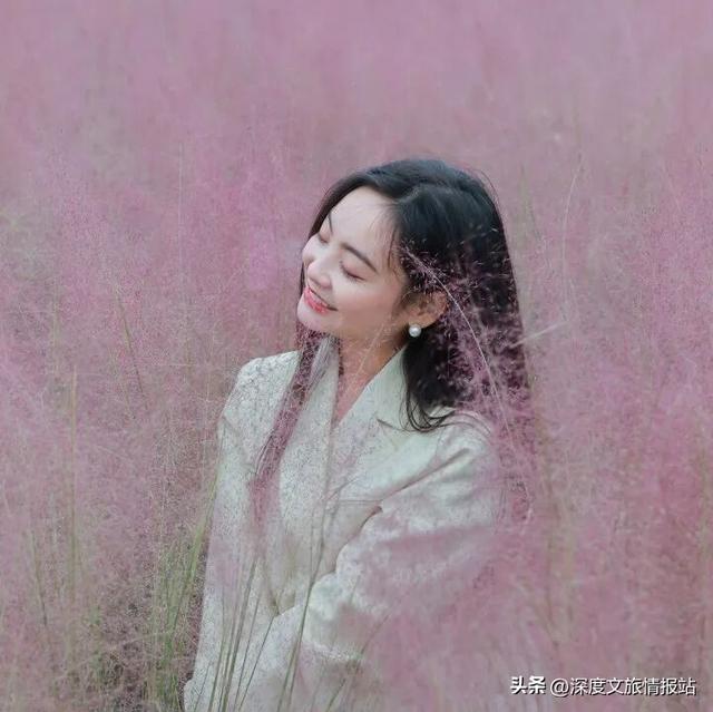 太粉了！太美了！苏州秋日的限定浪漫，是这片“粉色云雾”给的~
