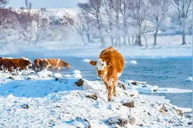 在内蒙古阿尔山，漂流“不冻河”图片