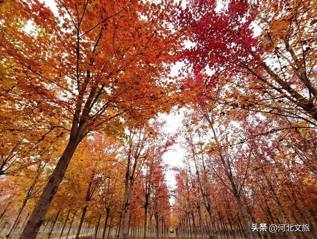 邯郸万亩秀林化作一片红色海洋，带你闯入童话世界