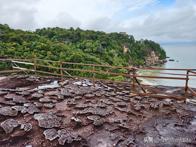 马来西亚(36)砂拉越州⑩峇哥国家公园夜间徒步体验