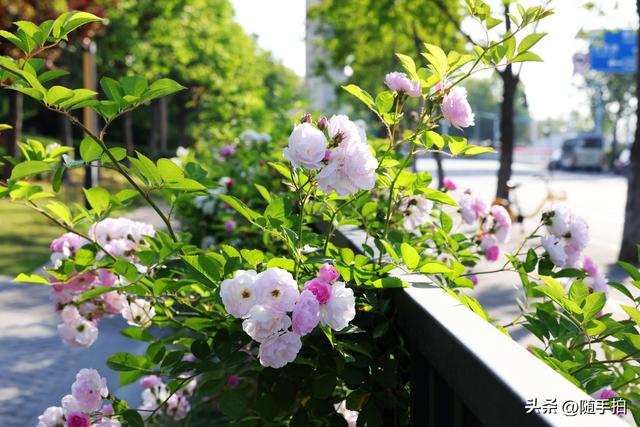 上海闵行“小外滩”蔷薇花怒放，赏心悦目
