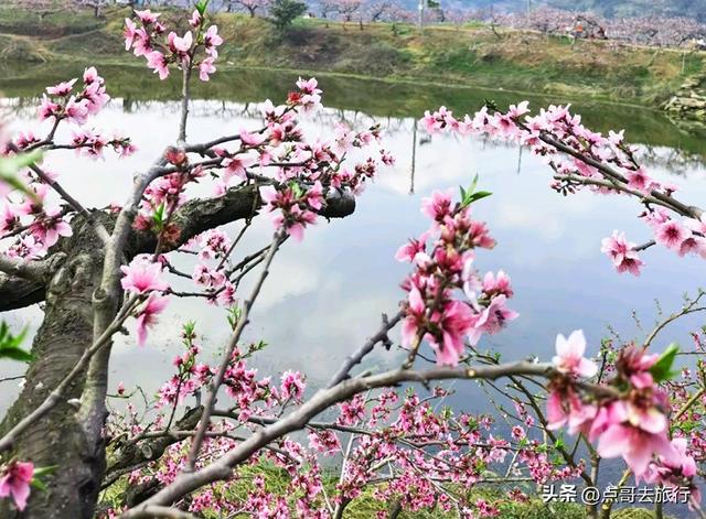 成都龙泉山最让我惦记的桃花，居然在“天池”，美得气势磅礴！
