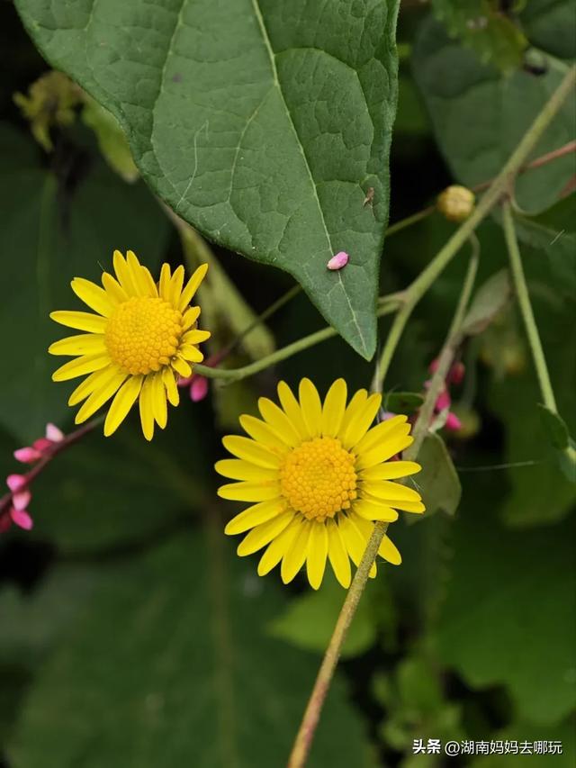 1.5h直达！藏在山野里的捡秋秘境，瀑布+挖宝双buff拉满！