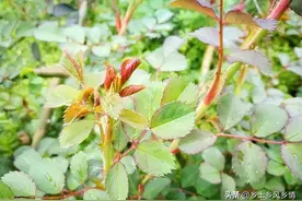 小时候常吃的零食，全部来自大自然，好吃又不花钱，你吃过几种？图片