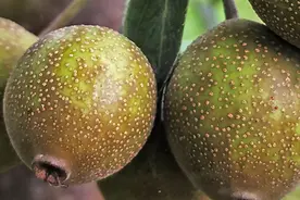 百姓看联播丨我叫“河北梨”，认识一下！图片