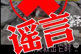 搜救犬救出36人后牺牲？真相是……11人被处罚！图片