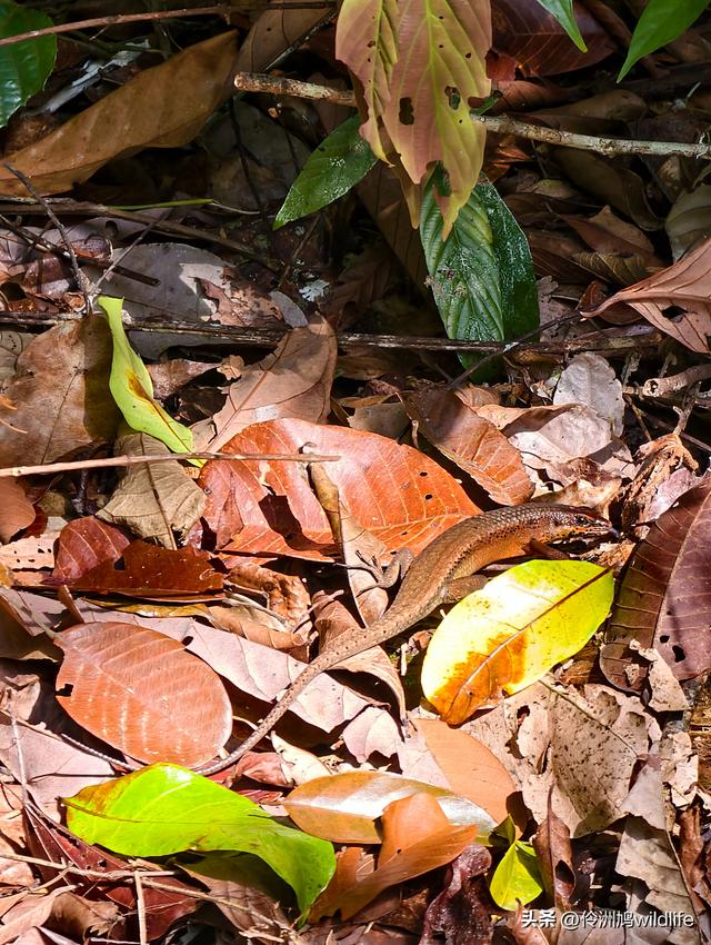 马来西亚(32)砂拉越州⑥世界遗产尼亚洞窟探险