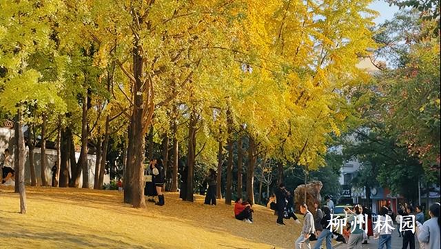 柳州市柳侯公园银杏大道迎来最佳观赏期