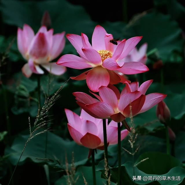 骑上我的小毛驴去遛弯
