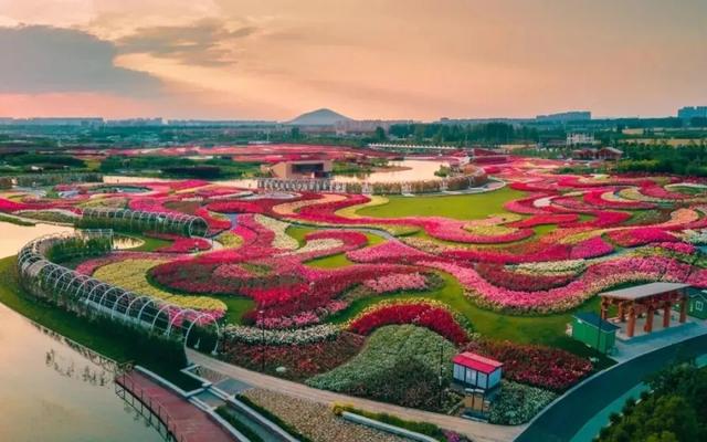 南阳世界级月季盛会 + 首届石博会双展联动，免费逛遍全城花海！