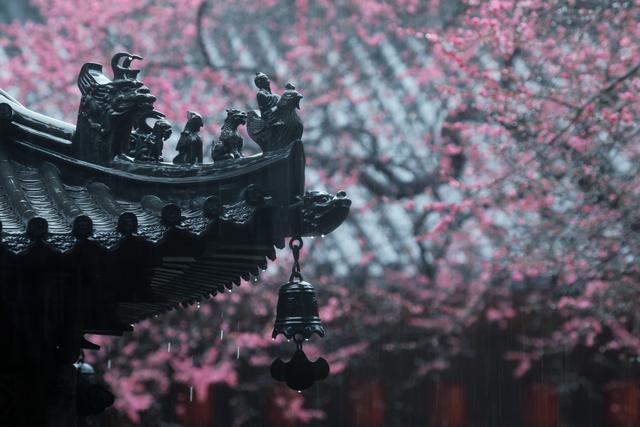 大年初十，春雨中，铁佛寺。一场六瓣梅的告别，看哭了所有人