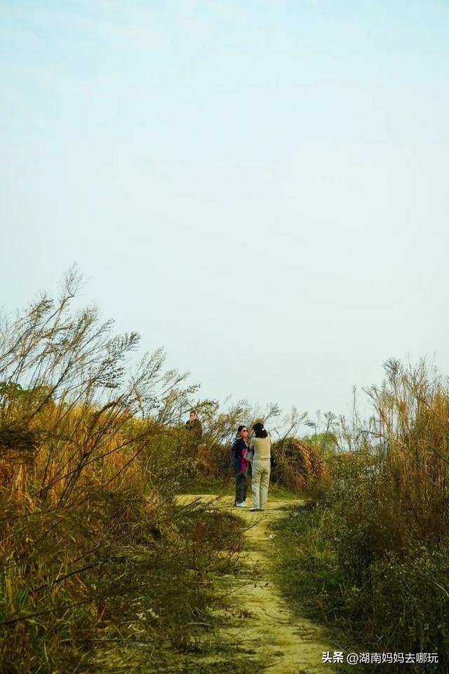 0.5H直达长株潭私藏“小白洋淀”，荻花摇曳处解锁老船厂遛娃秘境！