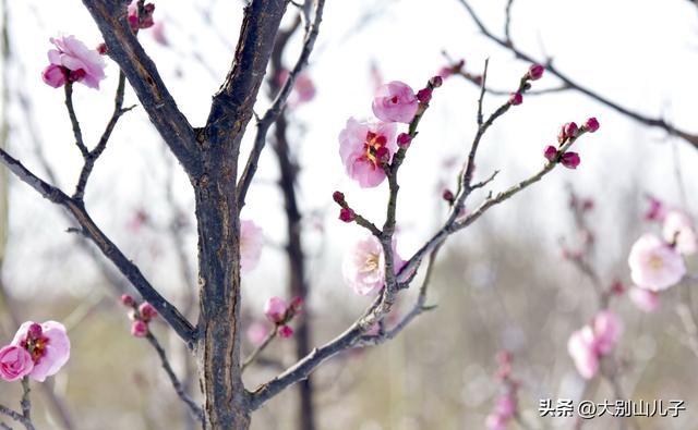 西流湖公园：傲雪寒梅俏枝头雪景如画醉游人