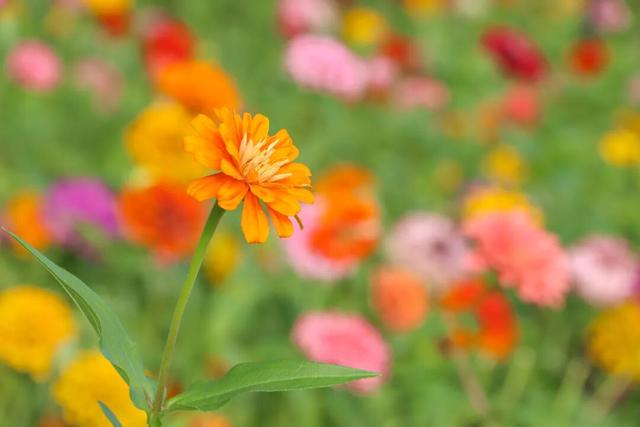 邂逅秋日烂漫：丰泽这片花海美丽绽放，就藏在……