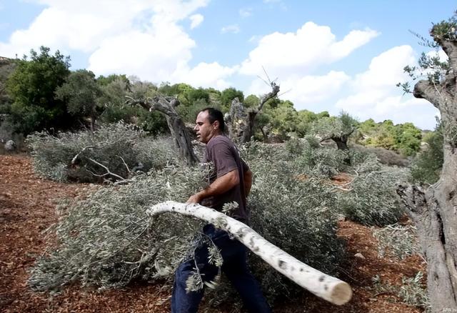 巴勒斯坦七旬农民橄榄林被毁，真相曝光，令人心寒