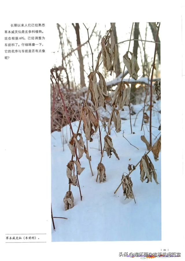 《青山草木》页选03