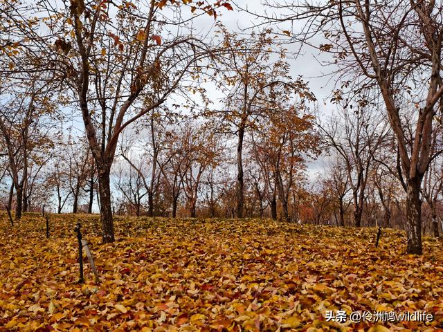 新疆昌吉头屯河公园
