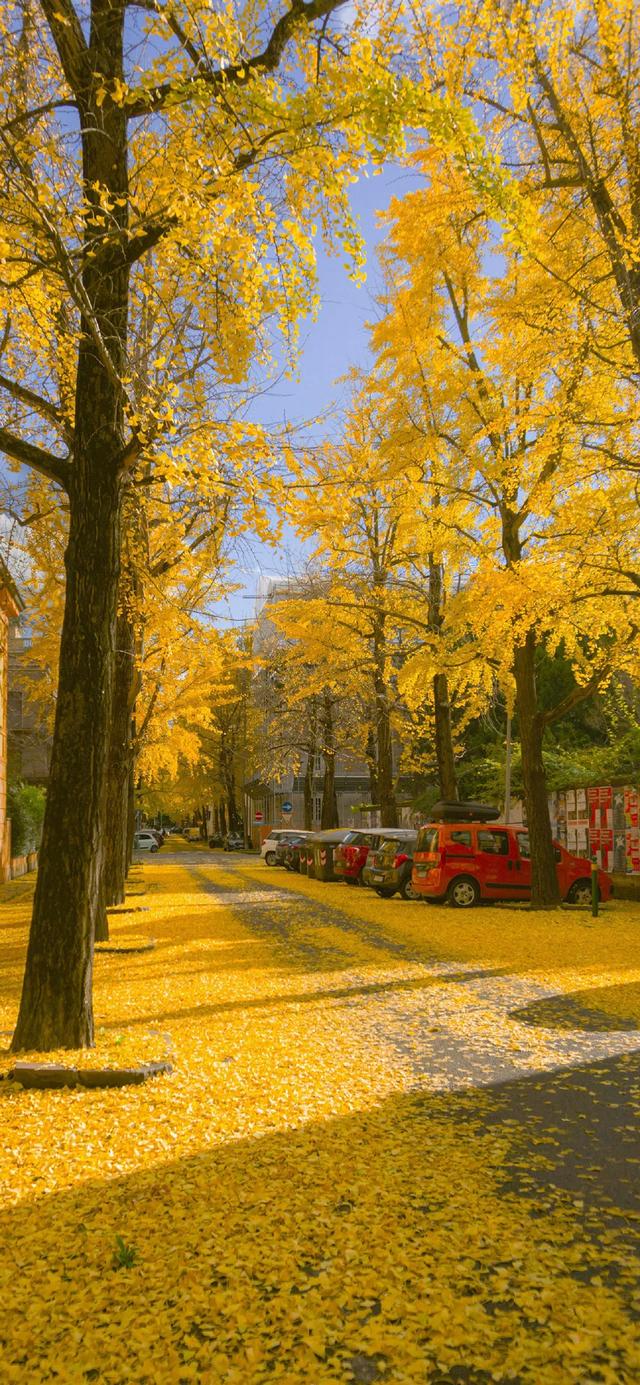 壁纸｜来去都是自由风 好运自会与我重逢