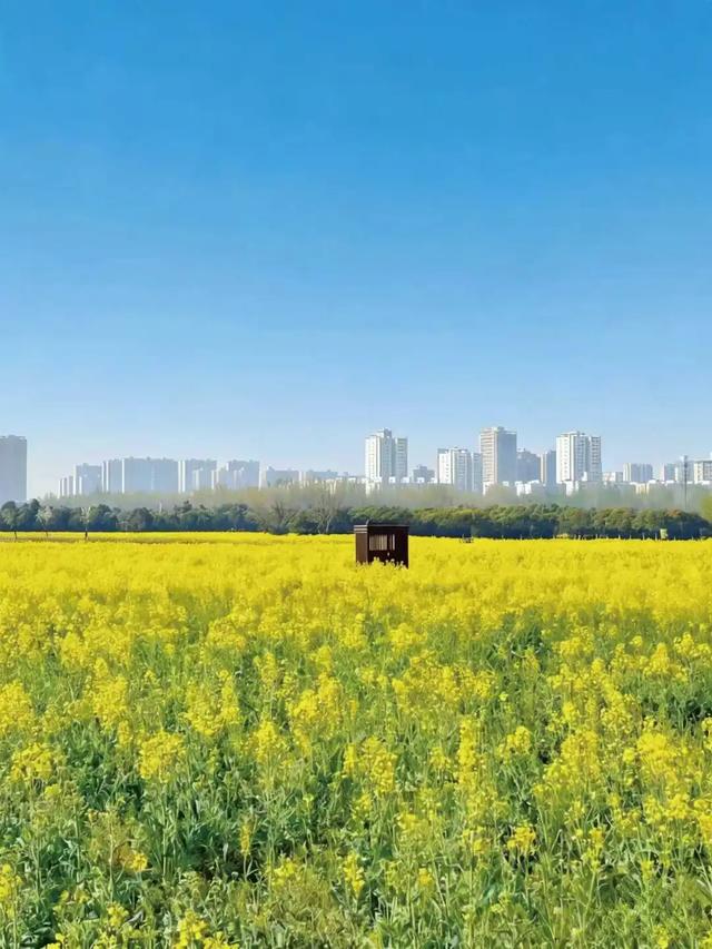 2026未央宫风筝文化节|把春天牵在手里,赴场春日之约