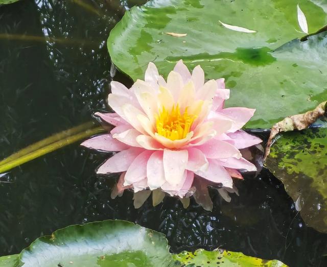 碧波荡漾，荷叶圆圆，荷花飘香
