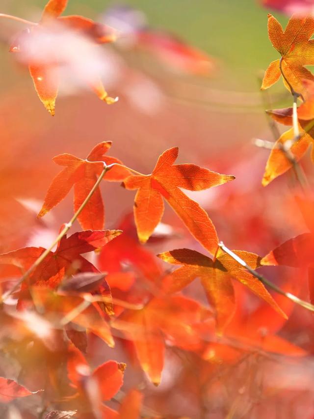 这是冬天？厦门暖冬花花花花花花样缤纷~