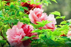 洛阳王城公园牡丹花海引来众多游客打卡 啊！牡丹百花丛中最鲜艳图片