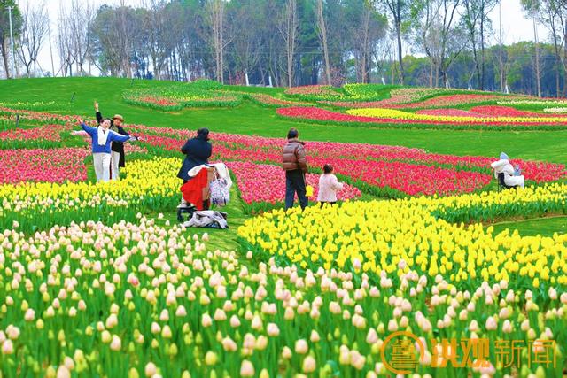 美成画！南昌凤凰沟花海绽放