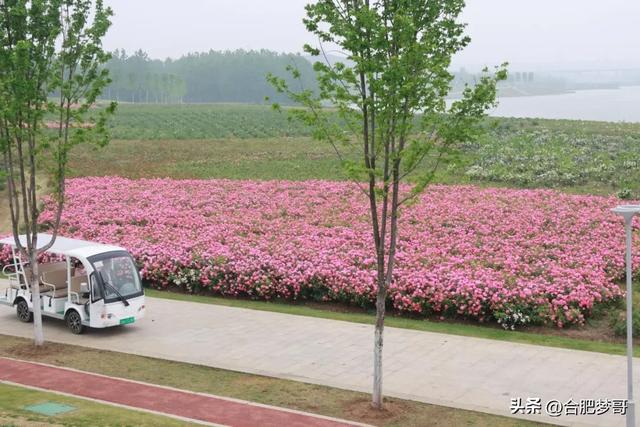 合肥开通:逍遥津→少荃湖旅游免费专线!