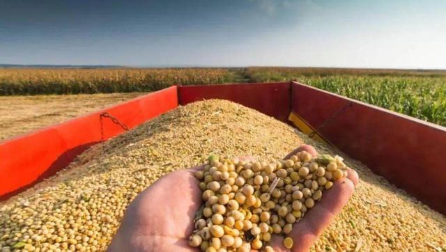 巴西大豆涨价79.9%？中国暂停采购，130万吨订单流向阿根廷