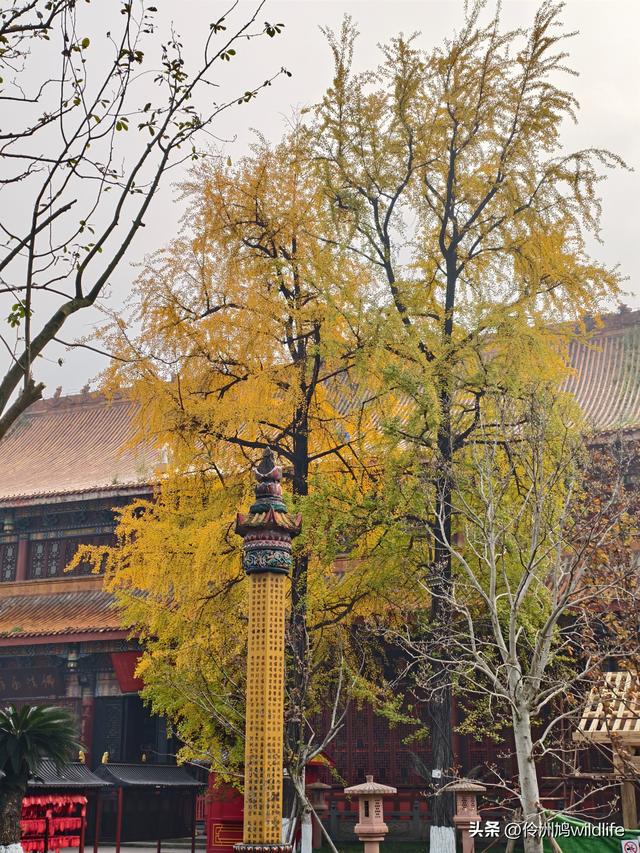 成都徒步（71）·昭觉寺银杏&升仙湖水杉