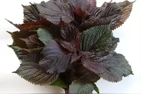 发散风寒中药之紫苏叶功效、应用及注意事项图片