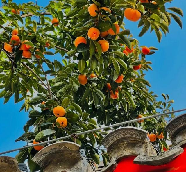 你会怀念这个秋天吗？