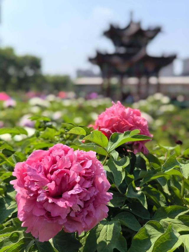 4月中下旬最后的花期，这6个地方还能赶上春天的尾巴