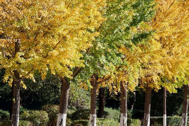 立冬时节，来顺义赴一场银杏之约