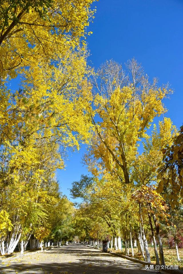 太美了！假如初冬去拉萨，请一定要来这里打卡！