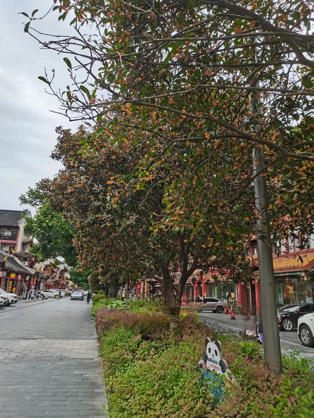 pong香！成都市区10大桂花观赏地，地铁直达0门票！