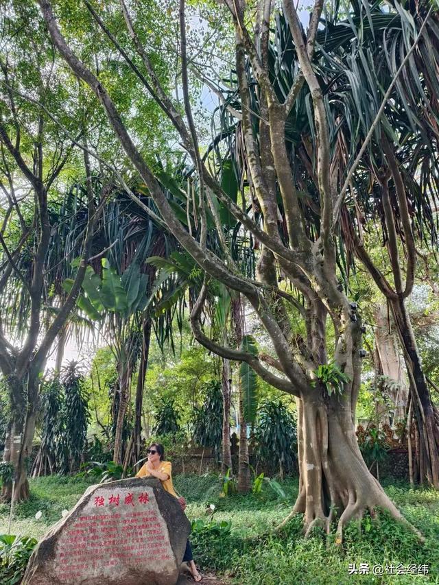 每日一景|百年榕树枝繁叶茂，瑞丽独树自成林海