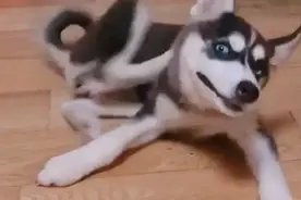 "狗妈咬住狗崽的嘴，网友们都猜不到的原因竟是……"图片