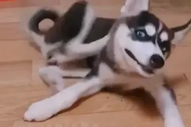 "狗妈咬住狗崽的嘴，网友们都猜不到的原因竟是……"图片