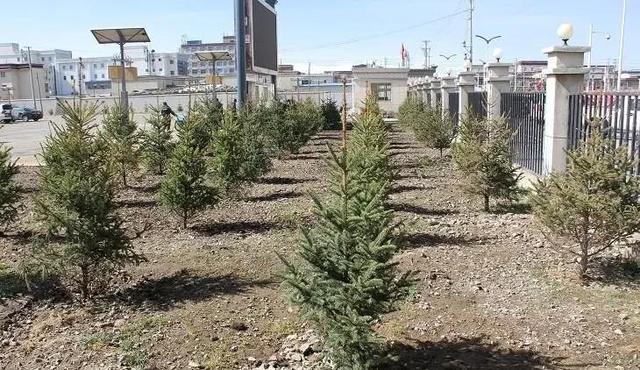 中国唯一见不到树的城市，曾有人悬赏30万，只求一棵树能活下来