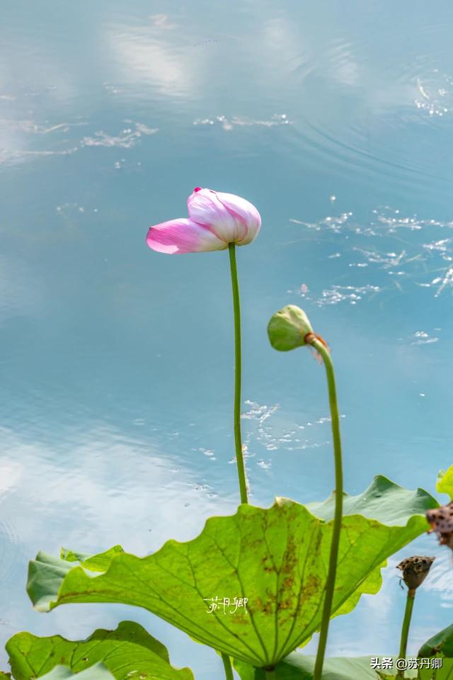 武汉的夏天，有多热就有多美！东湖听雨感受一场“风雅集”