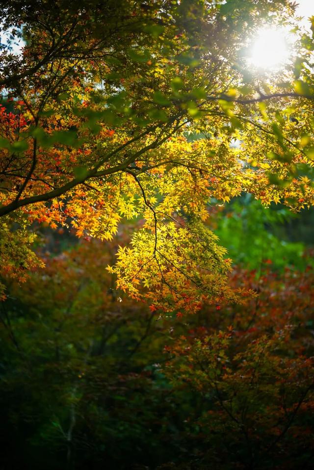 彩叶斑斓 层林尽染 重庆这个冬日童话小镇太美啦！